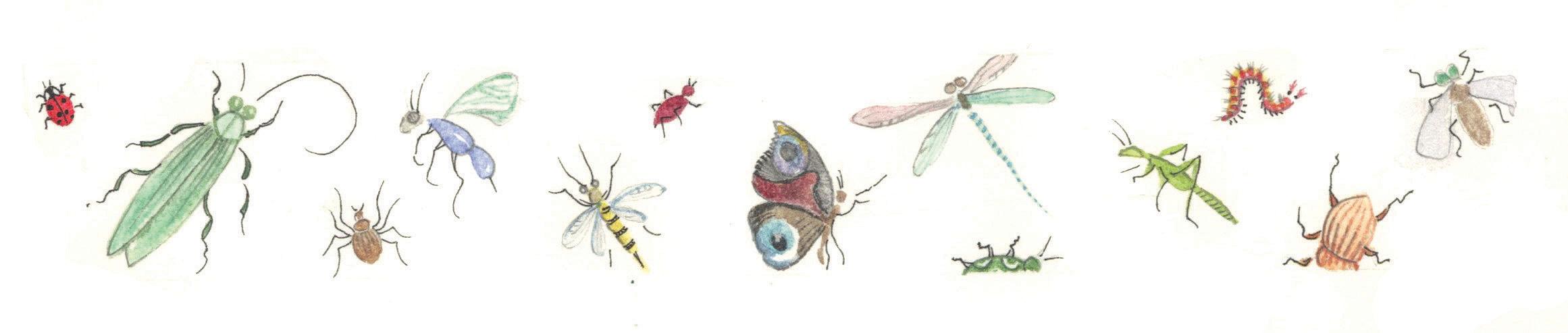 Decorative Border: Bugs