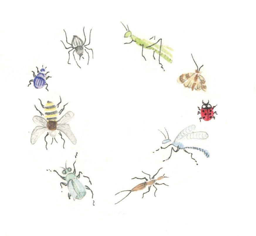 Some Bugs