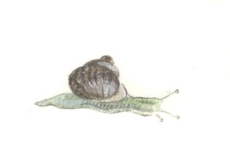 A Snail